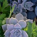 Graptopetalum paraguayense